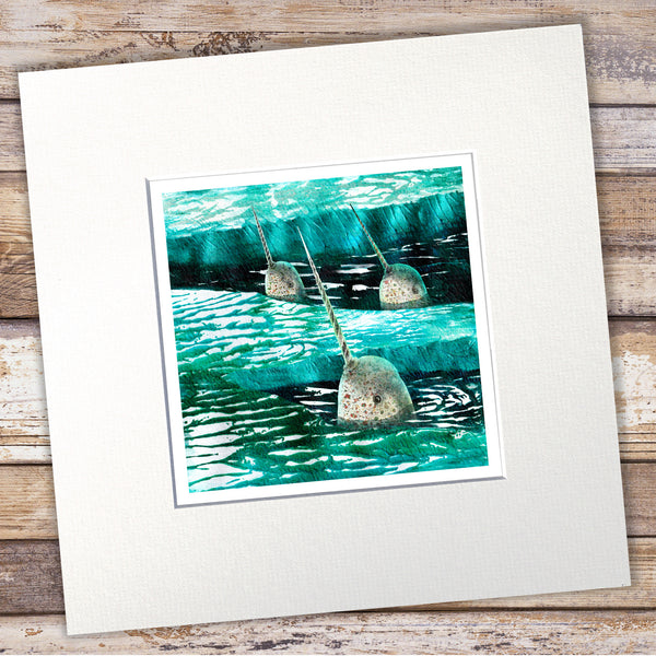 Mounted 8x8 inch art print of three narwhals coming up for air among the sea ice. By Barbara Jane Art & Design. 